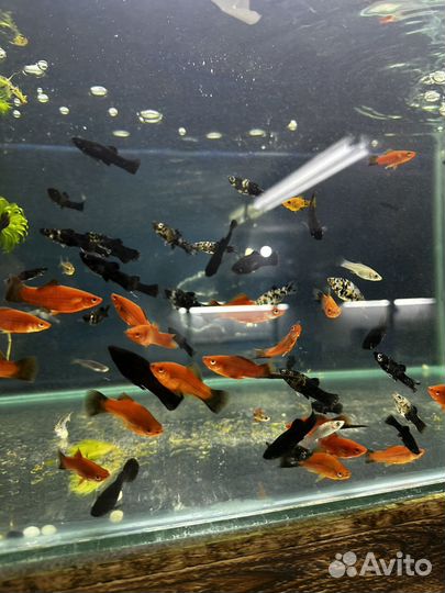 Аквариумные рыбки