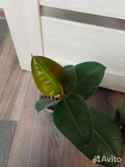 Фикус каучуконосный