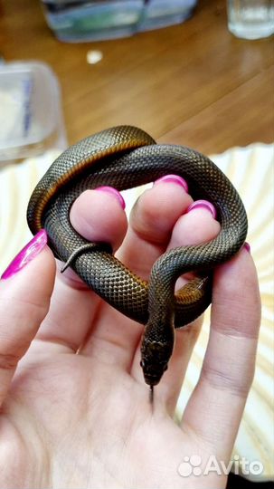 Узорчатый полоз