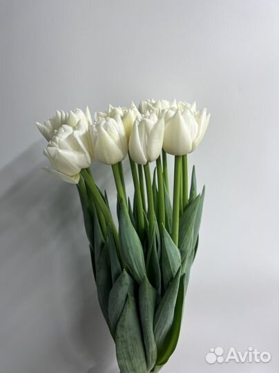 Тюльпаны теплица Нижневартовск