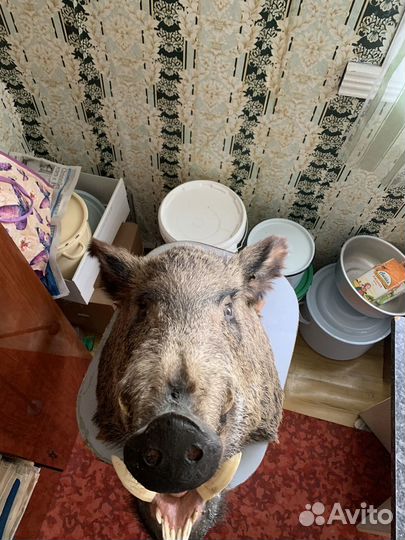 Чучело кабана