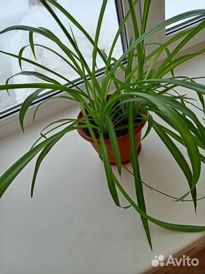 Хлорофитум