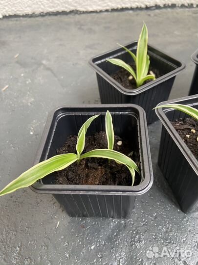 Хлорофитум