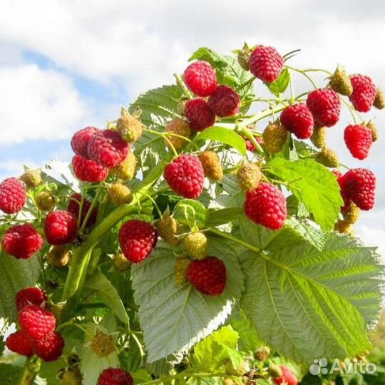 Ремонтантная малина