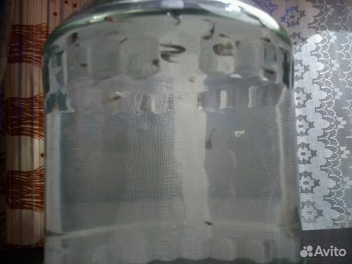 Рыбки гуппи молодежь