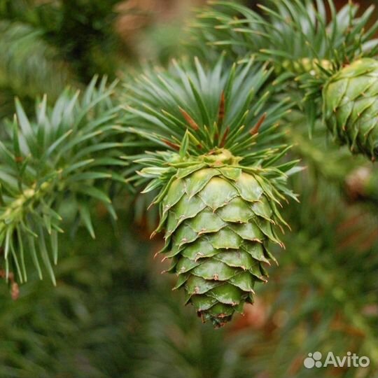 Куннингамия ланцетовидная, семена