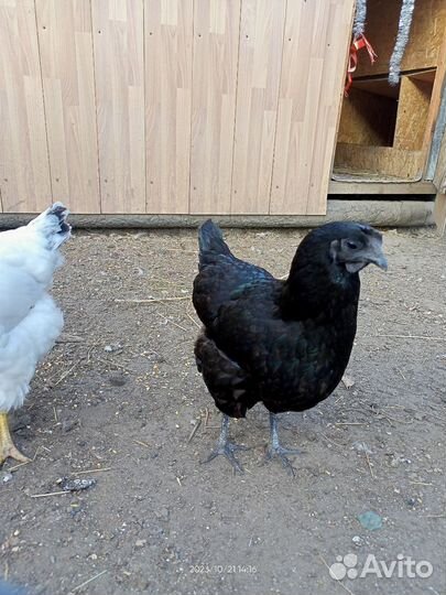 Куры ухейиюль