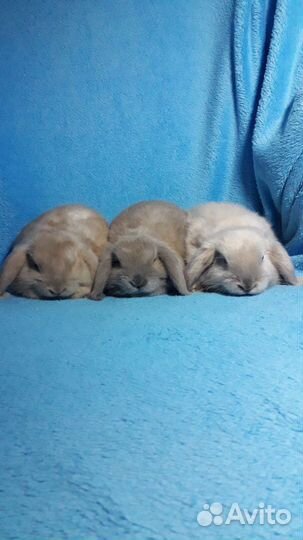 Карликовый кролик