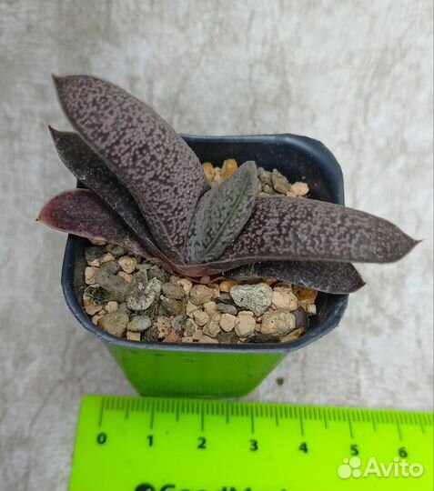 Суккуленты разные