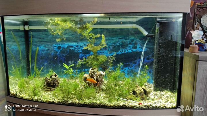 Аквариум