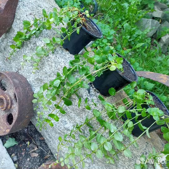 Вербейник для кашпо (монетчатый чай)