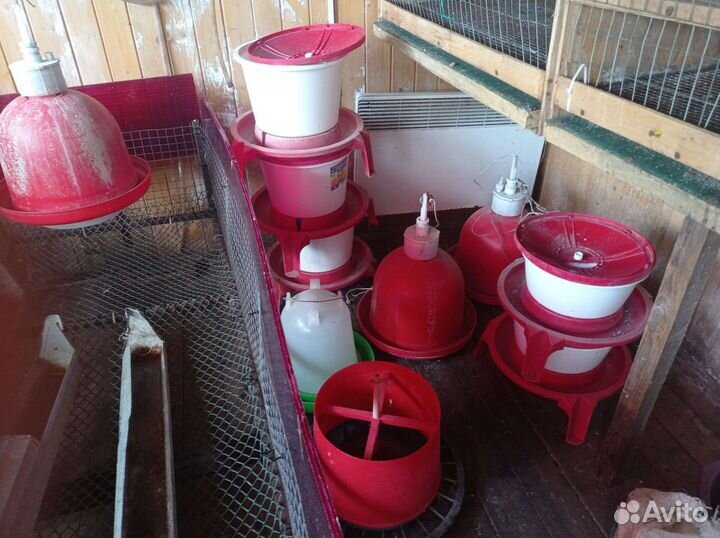 Клетки, брудеры, инкубаторы, поилки