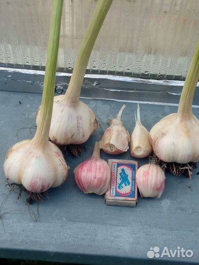 Чеснок озимый старинный сорт из Сибири
