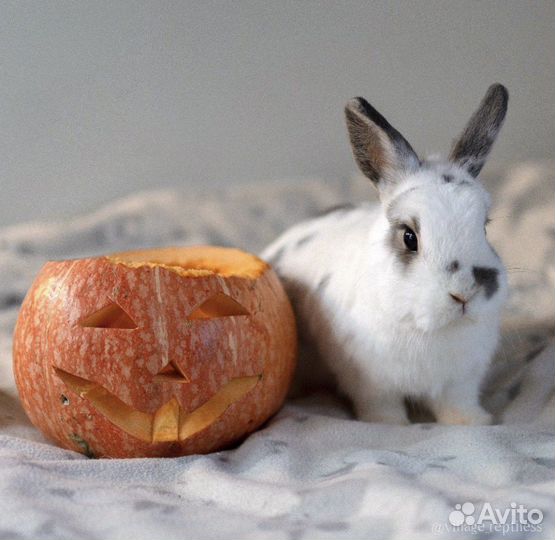 Кролик с вольером и приданным