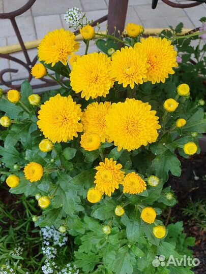 Хризантемы мультифлора