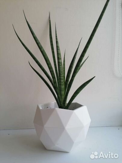 Сансевиерия