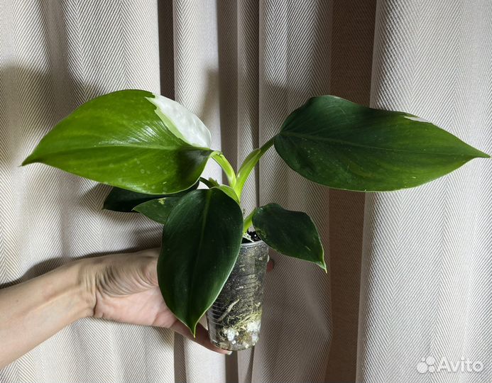 Филодендрон Вайт Визард