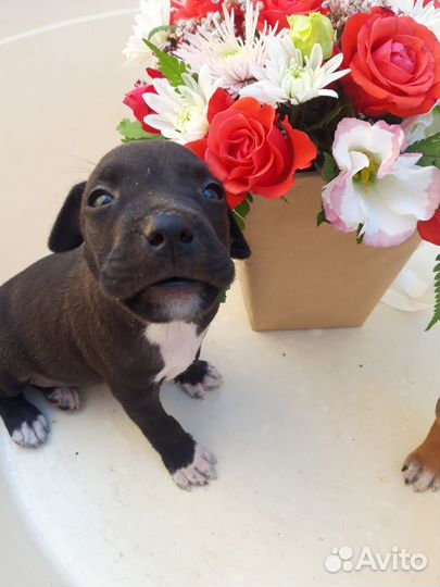 Щенки питбуля