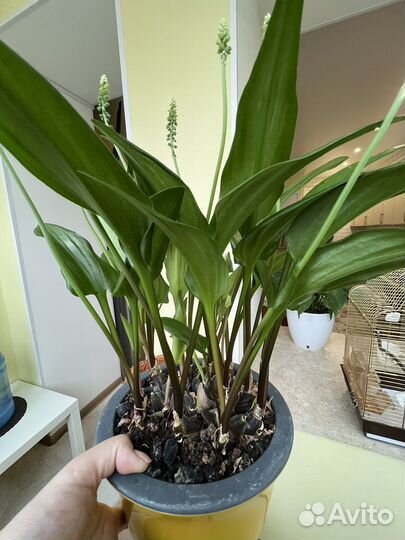 Дримиопсис (лягушонок)