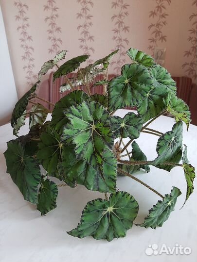 Бегония тигровая