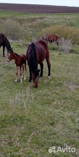 Коровы, кобылы, телята