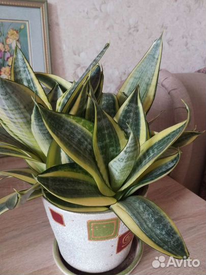 Комнатное растение Сансевиерия