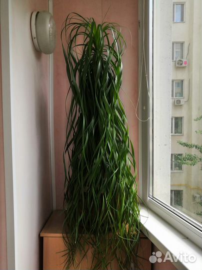 Комнатные растения цветы большие