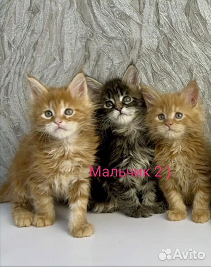 Котята мейн-кун полидакт