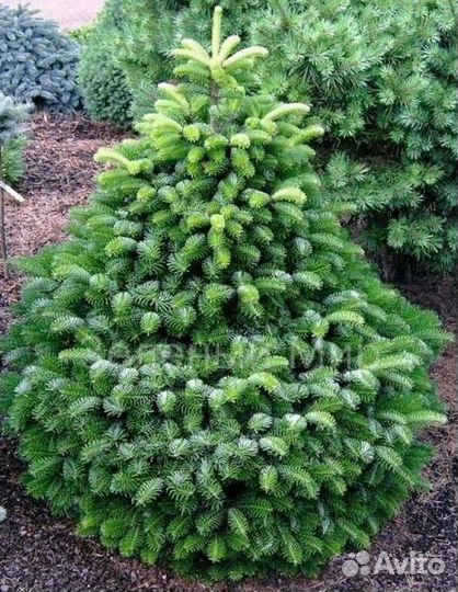 Пихта нордмана срез с доставкой