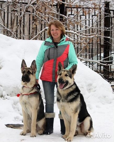 Дрессировка и воспитание собак