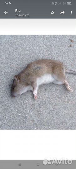 Уничтожение крыс, мышей, плесени, клопов