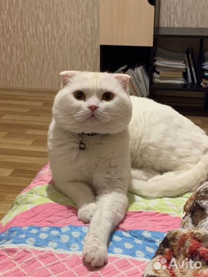 Кошки