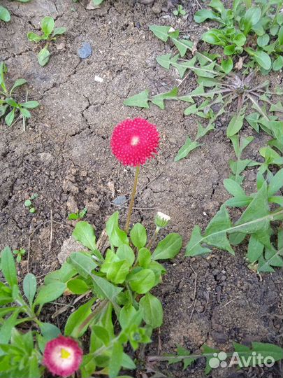 Рассада цветов, мяты, виктории