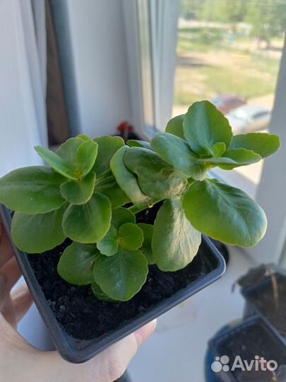 Каланхоэ белое и желтое