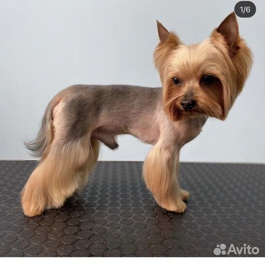 Стрижка собак, грумер, груминг