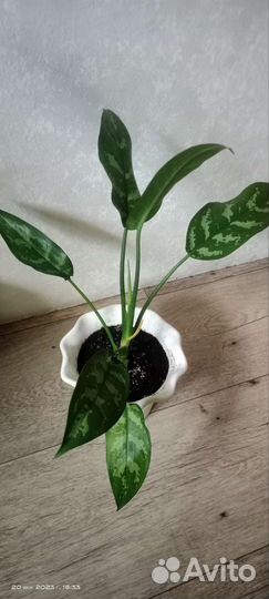 Аглаонема Мария