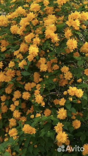 Садовые растения Керия Колокольчики Жасмин и др