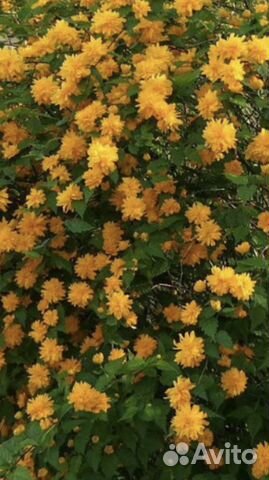 Садовые растения Керия Колокольчики Жасмин и др