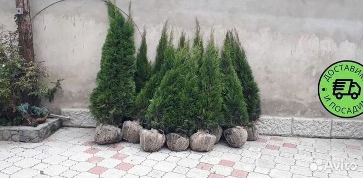 Туя Смарагд