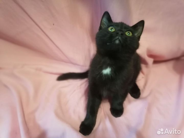 Черный котенок бесплатно