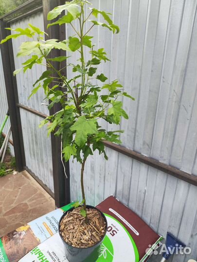 Ликвидамбр смолоносный