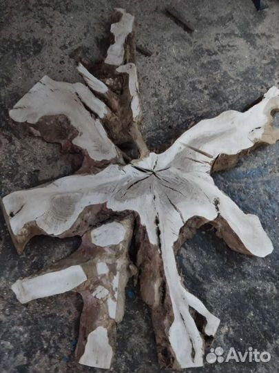 Слэб корня дуба