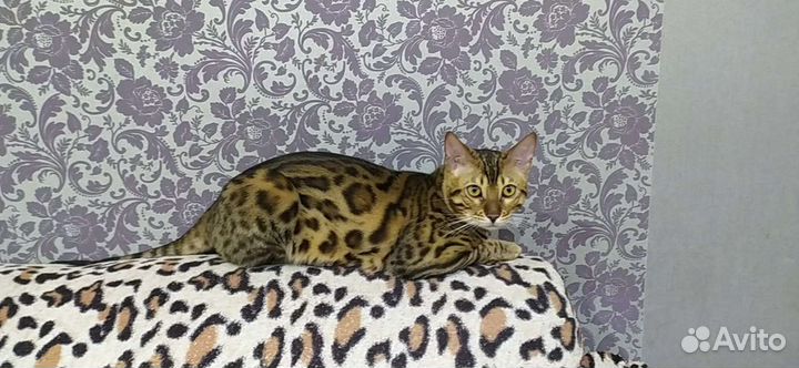 Кот Бенгальский