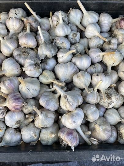 Озимый чеснок