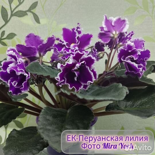 Фиалка листы укорененные