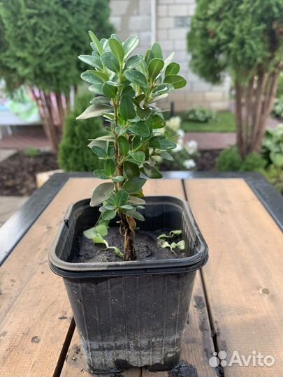Саженцы самшита