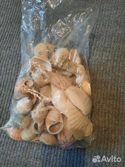 Морские ракушки раковины