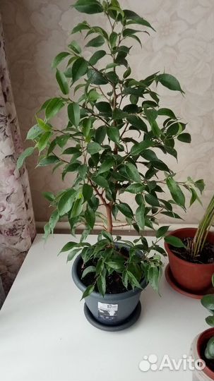 Фикус бенджамина, циперус, толстянка