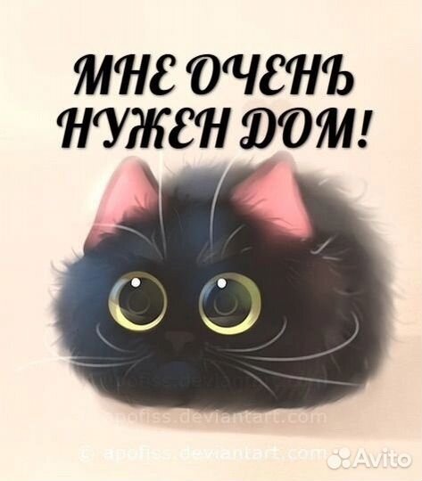 Кошка стерилизованая в добрые руки