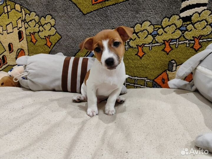 Щенки джек Рассел терьер